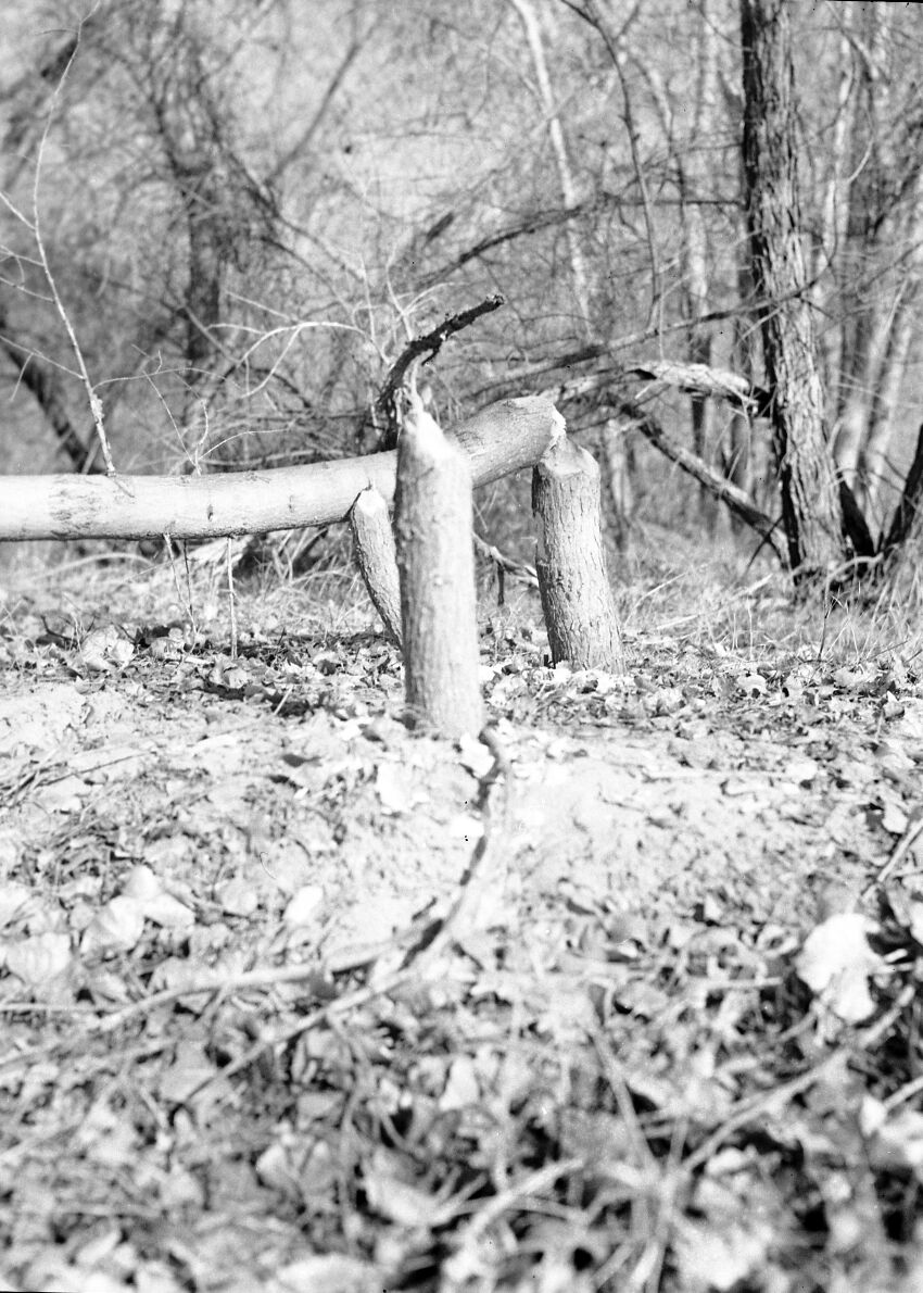 Beaver activity near Wiley Retreat (Zion Lodge). Stumps left by beavers chewing down small trees.