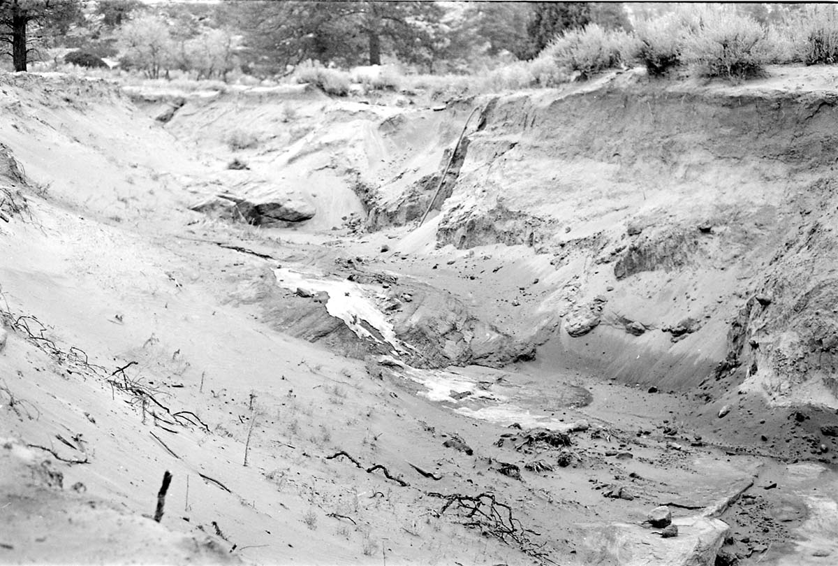 BW photo of the 1937 grazing study 35MM.