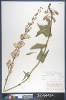 Herbarium Specimen Sheet 4494