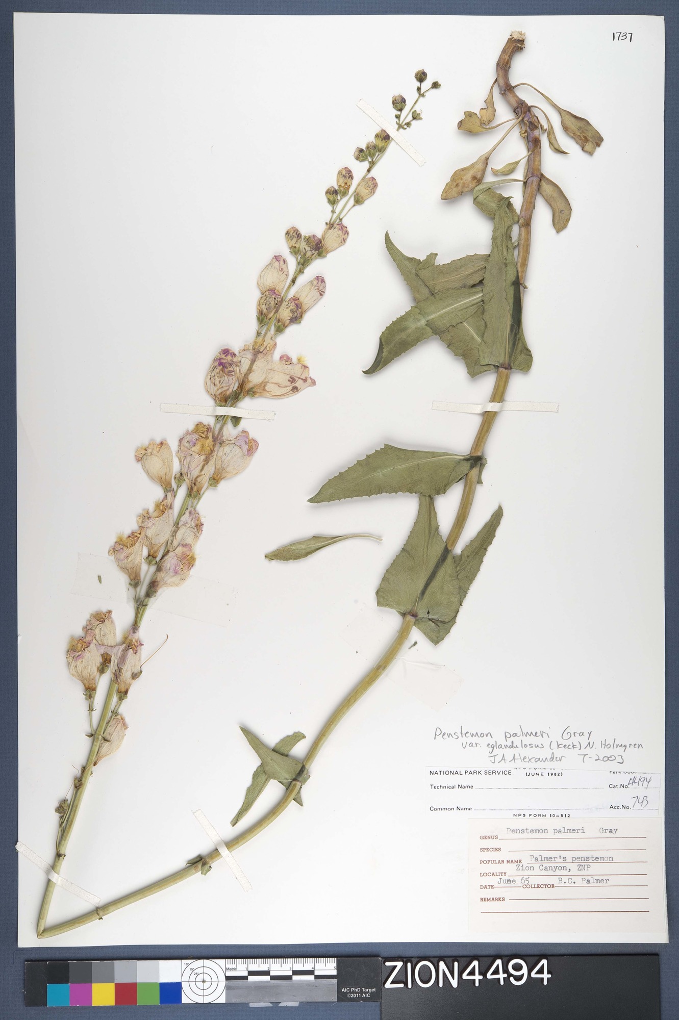 Herbarium Specimen Sheet 4494