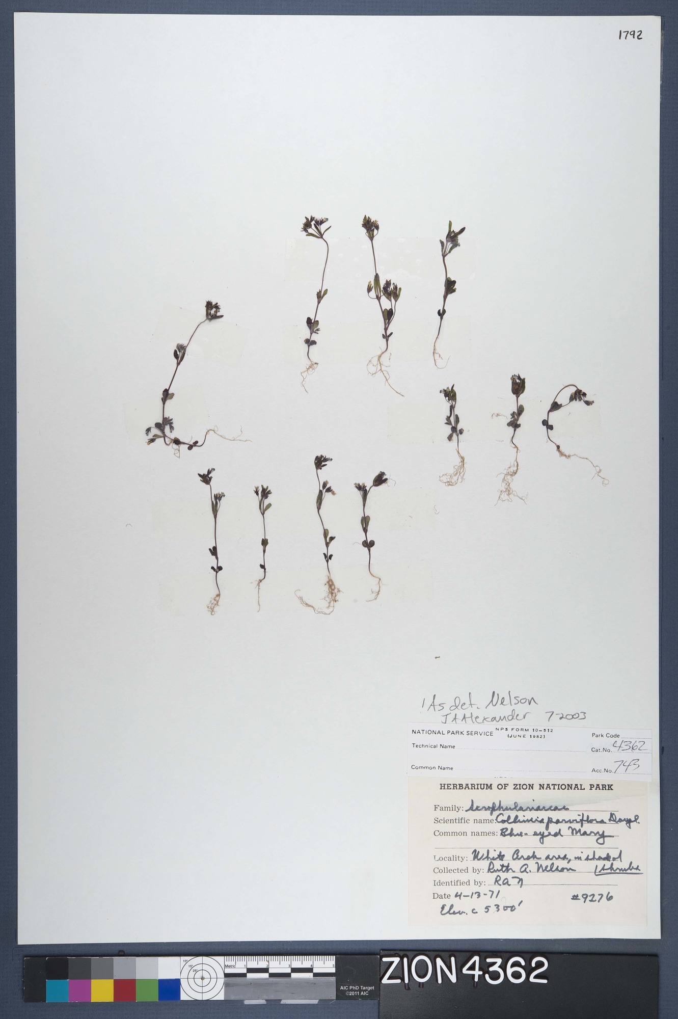 Herbarium Specimen Sheet 4362