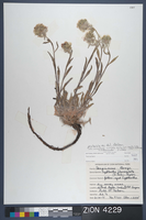Herbarium Specimen Sheet 4229